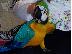 PoulaTo: Μιλώντας μπλε και χρυσό παπαγάλοι Macaw για νέα σπίτια...